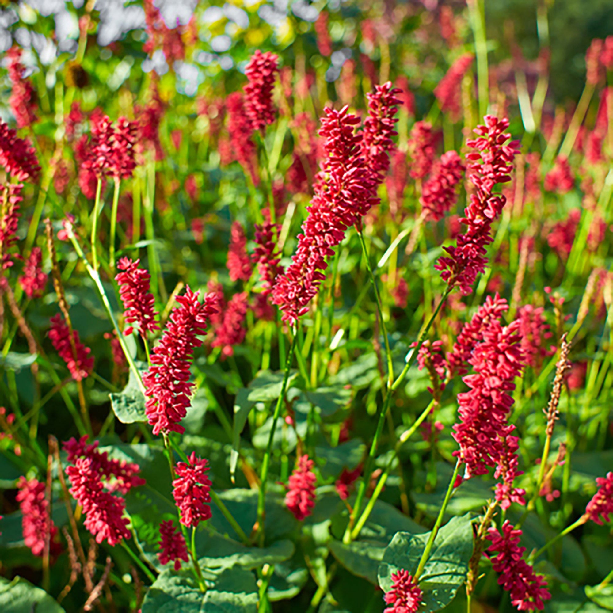 persicaria 'dark red' pink-red - hardy plant