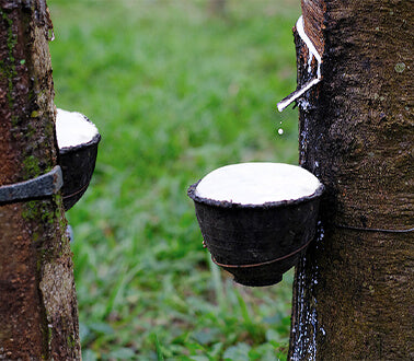 Natural latex being obtained from rubber tree and baked in own factory