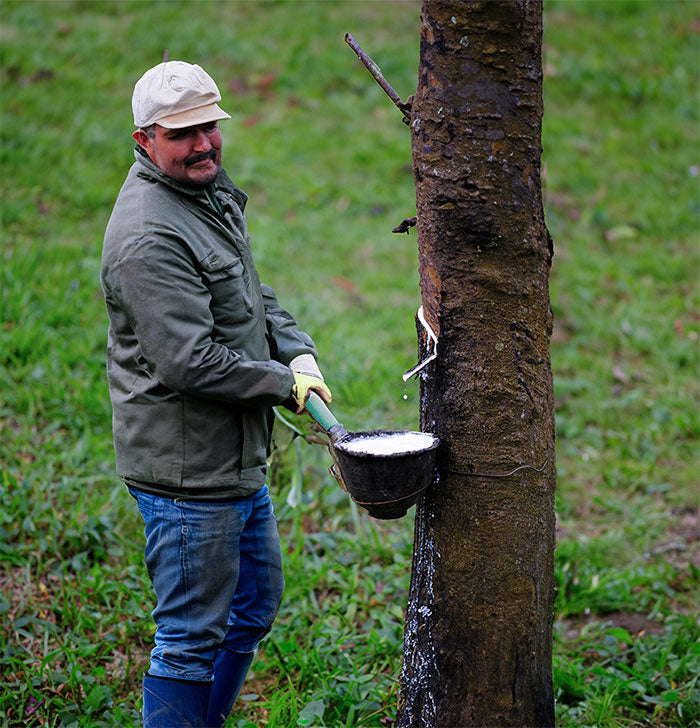 Organic latex harvesting