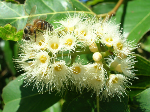 Eucalyptus honey