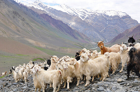 why is cashmere so expensive blog kashmir goats in himalaya by seahorse silks