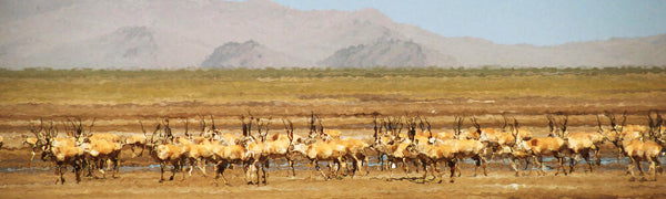 herd of shahtoosh antelope blog by seahorse silks