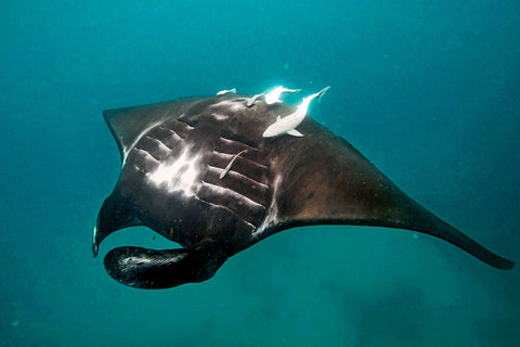 black manta ray at coral bay