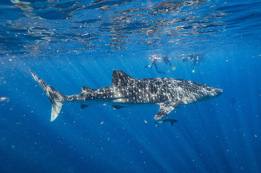 whale shark spotted at ningaloo