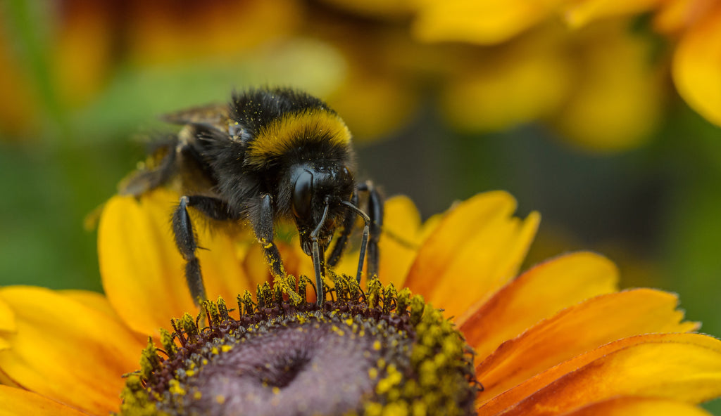 Bee-nectar.