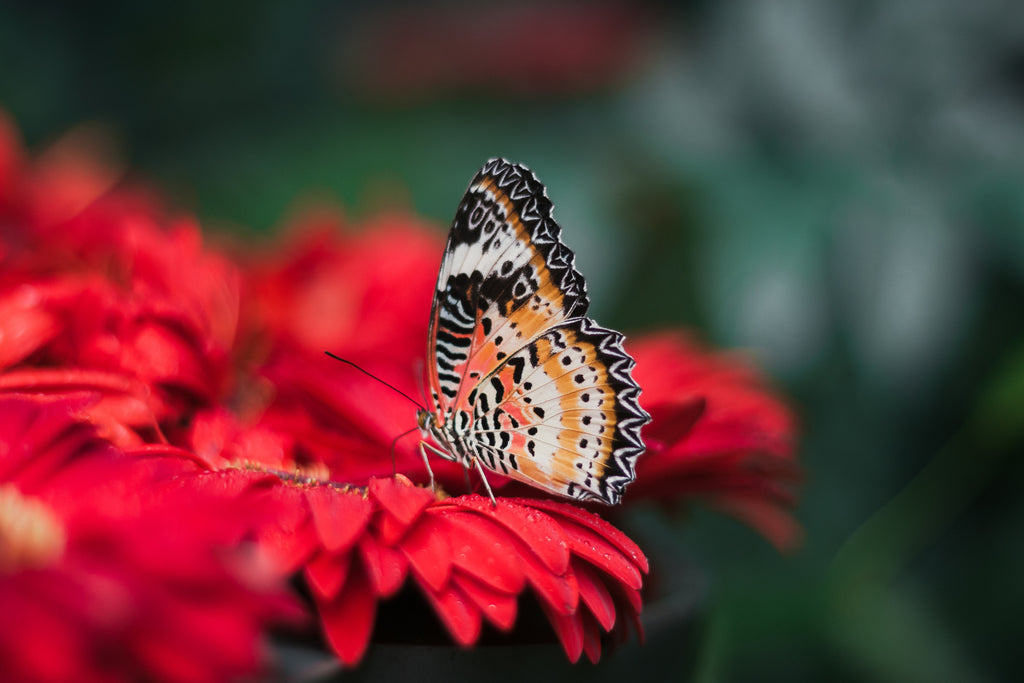Butterfly-on-red-daisy