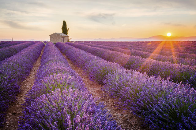 Lavender fields.