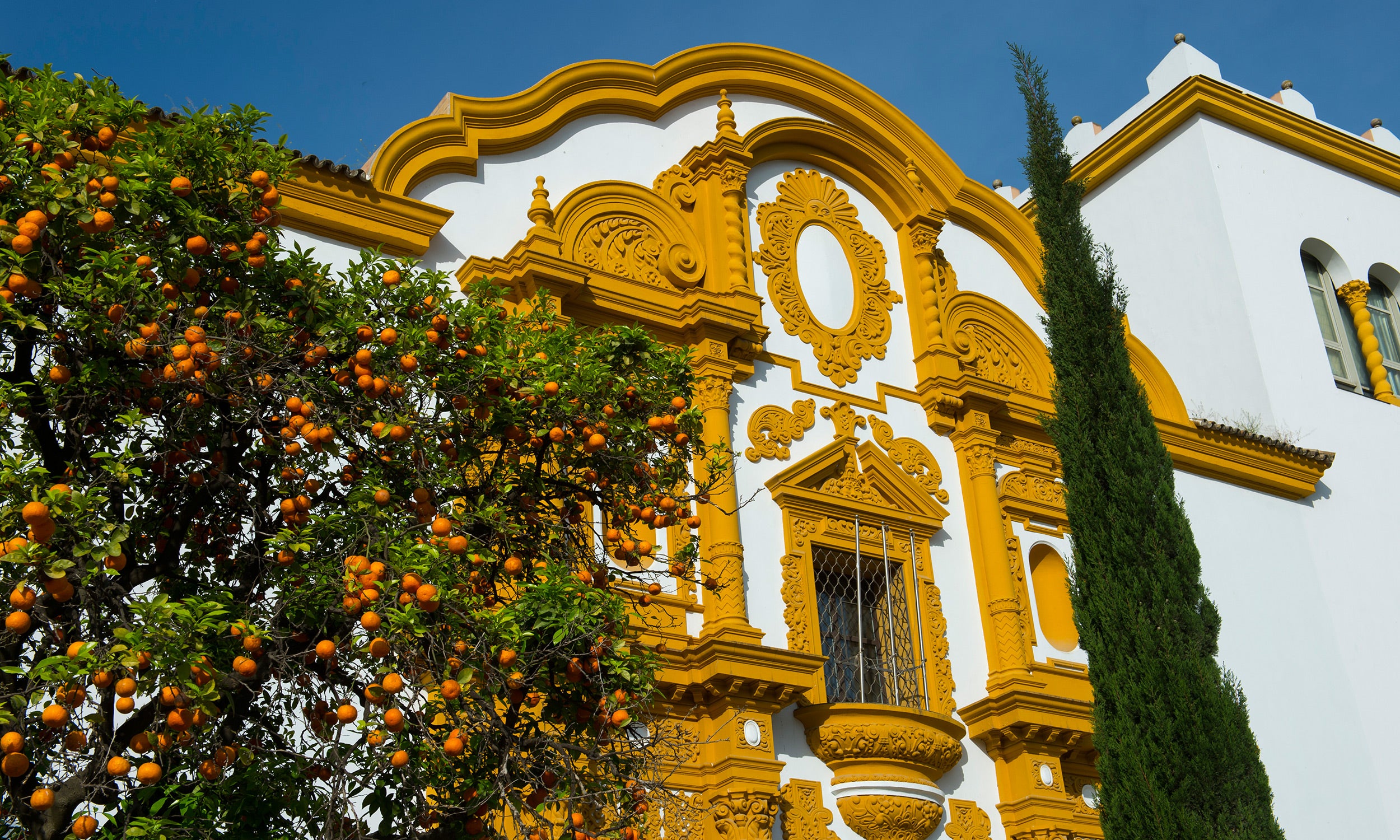 Seville orange blossom trees.