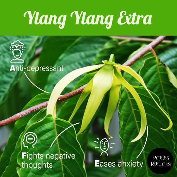 Ylang Ylang essential oil emotional benefits.