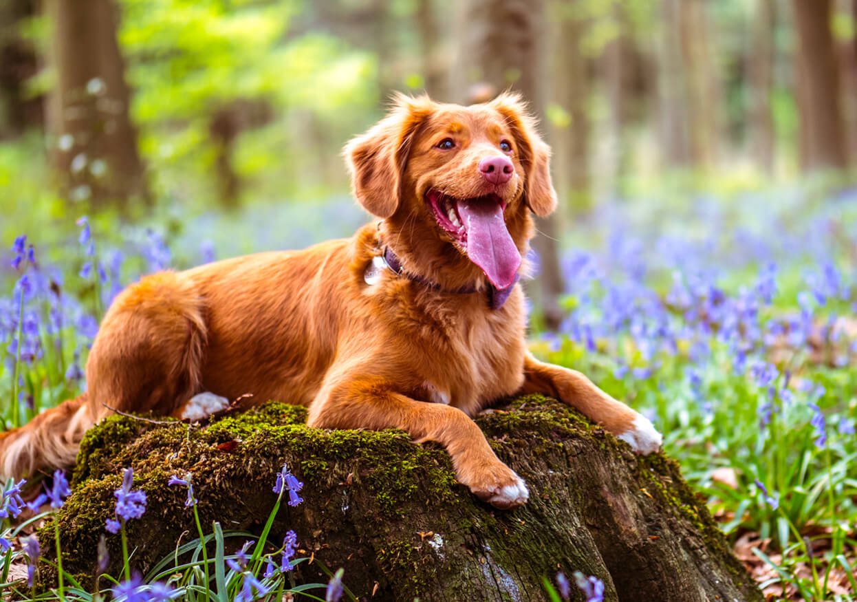 Decreases Anxiety and Promotes a Sense of Calm