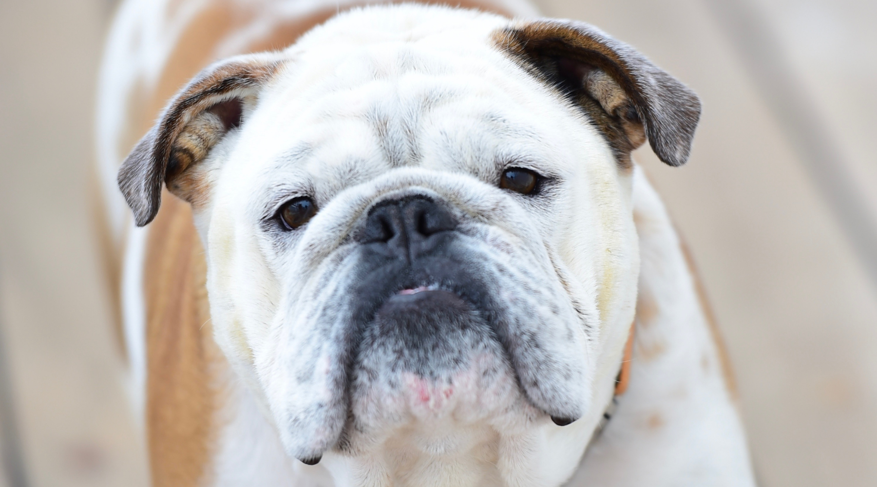 how to treat infected bulldog wrinkles