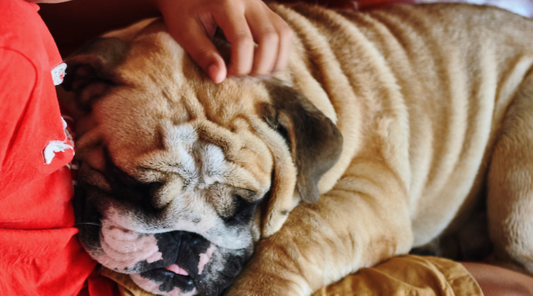 are bulldogs cuddly