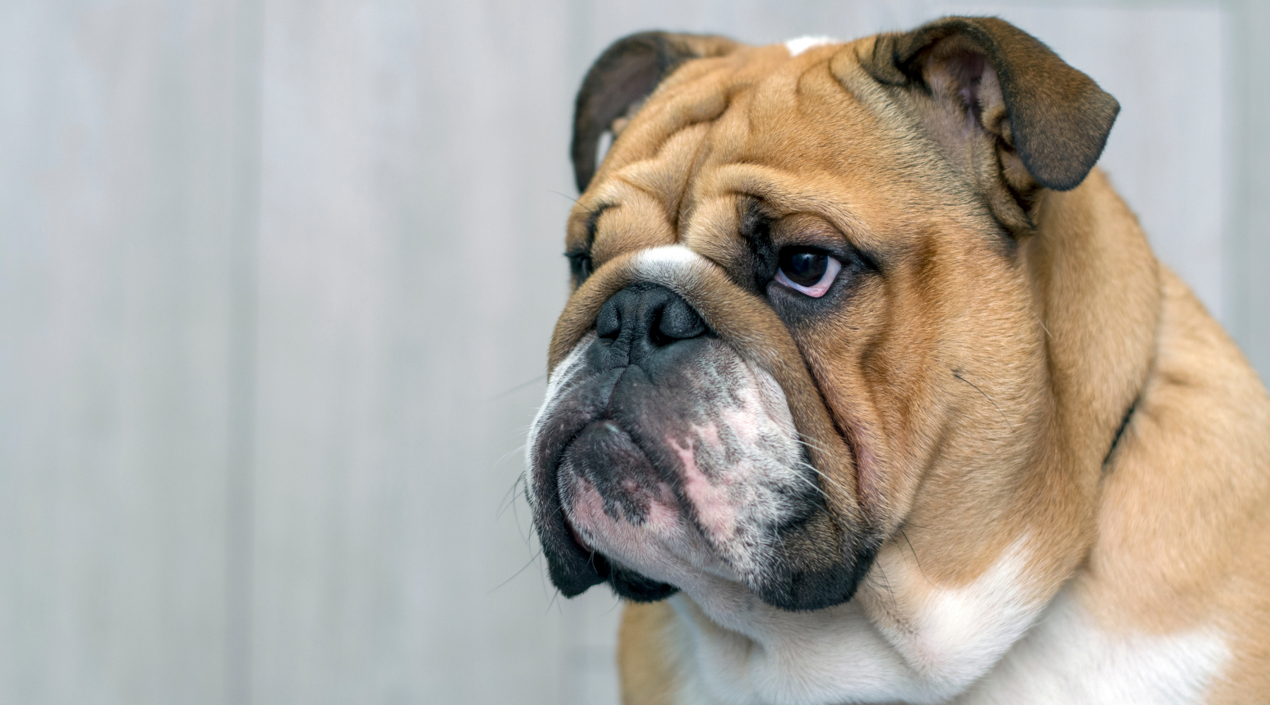 Why Does My Bulldog Have Dry and Flaky Skin? – Squishface