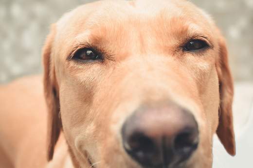 what causes blocked tear ducts in dogs