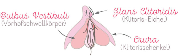 Anatomical Drawing of the Clitoris