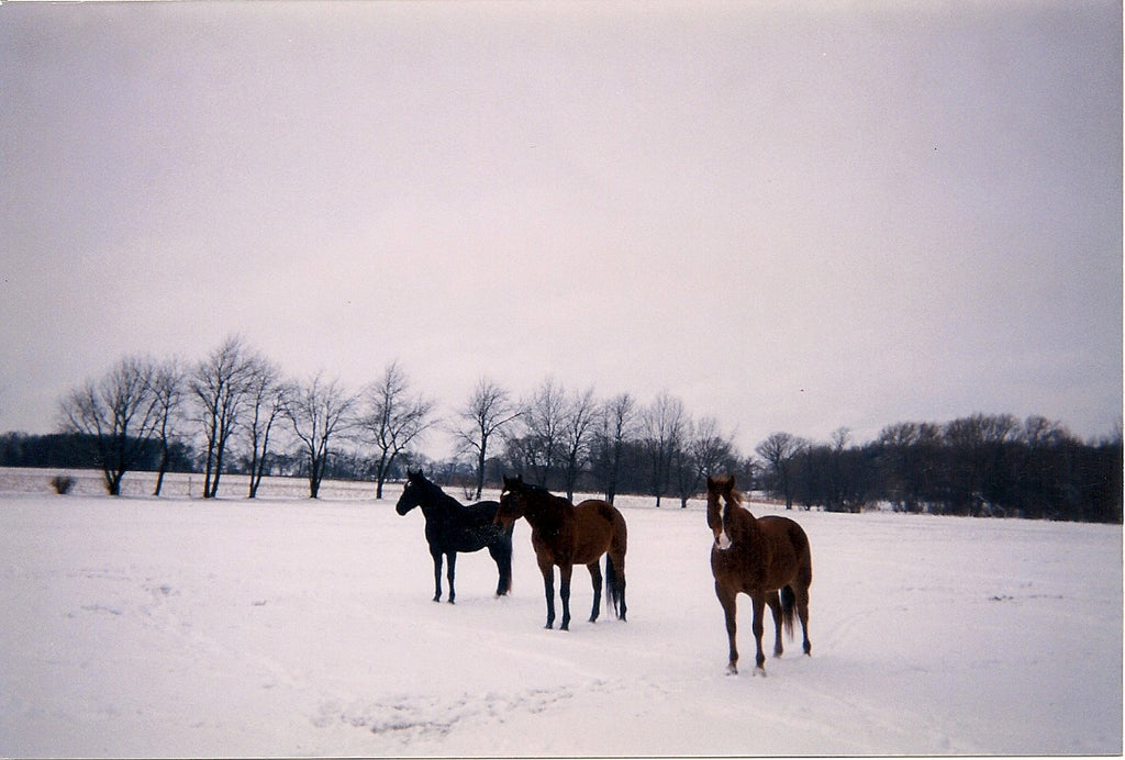 does-my-horse-need-a-turnout-winter-blanket-in-the-pasture-or-barn