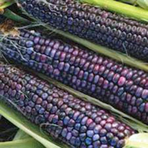 50 organic HOPI BLUE Corn seeds; historic variety non-GMO; open pollinated