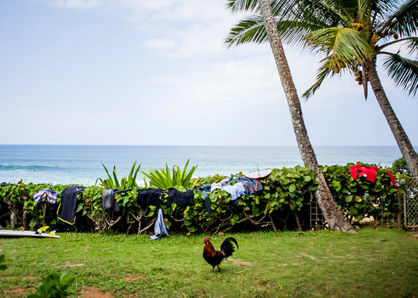 rooster, oahu, pipeline, quicksilver, reef mcintosh, kauai, surfer, view, back yard