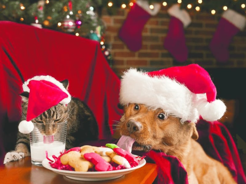 Smart Tips and Strategies for Holiday Pet Safety