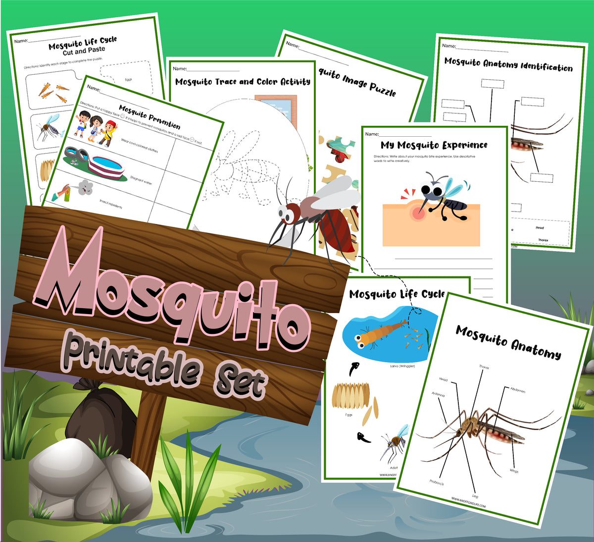 mosquito life cycle worksheet