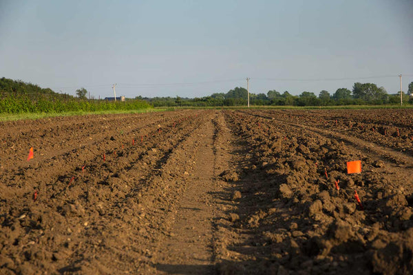 Tilled Soil at Vineyard - Trail Estate Winery