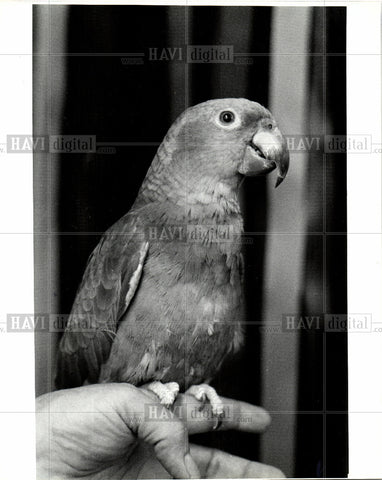 1986 Press Photo Popeye Parrot,Kelly Martin - Historic Images