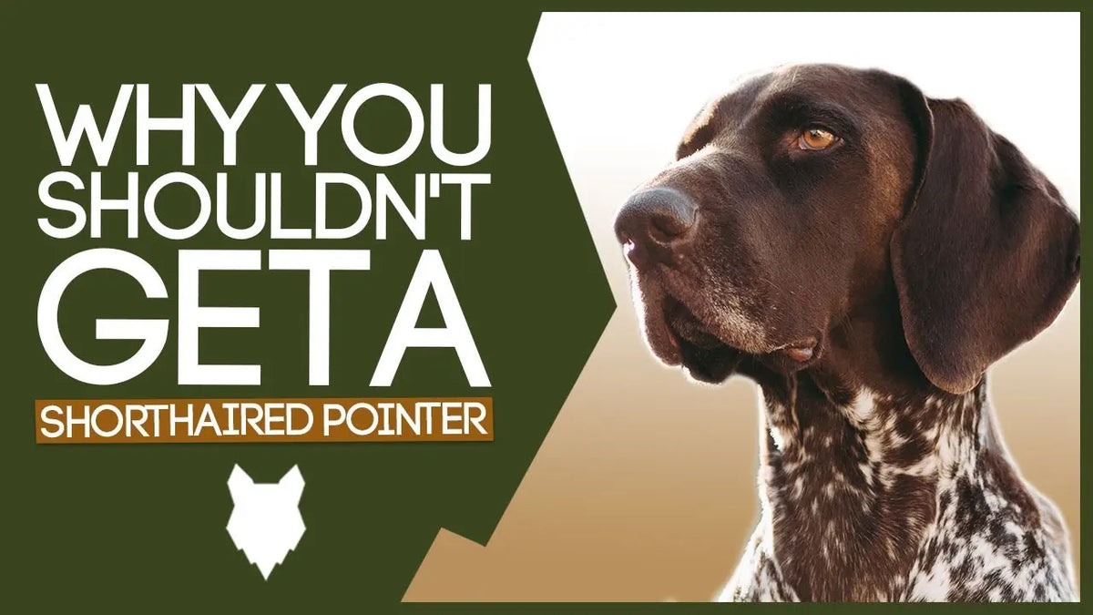 are pointers easy to train