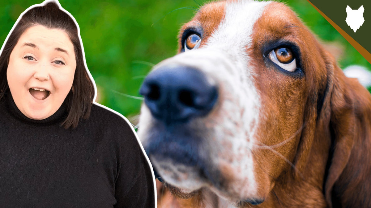 how many scent receptors does a basset hound have