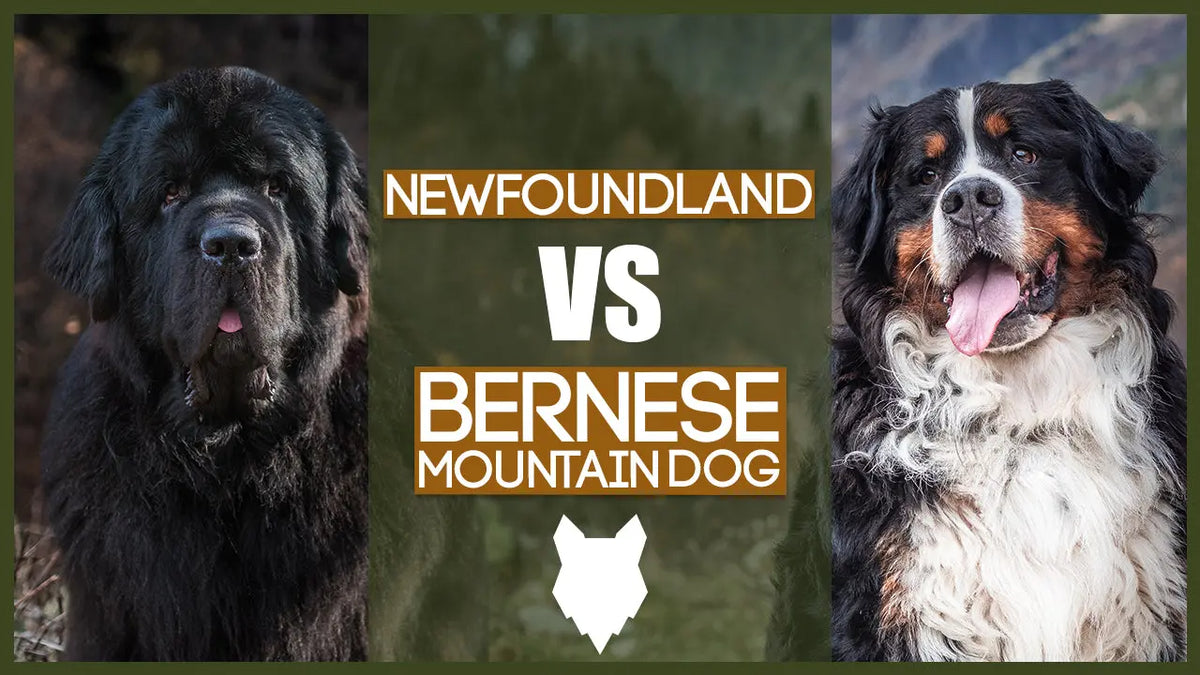 bernese mountain dog vs st bernard whats the difference