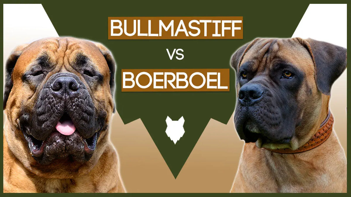 is a bullmastiff part pitbull