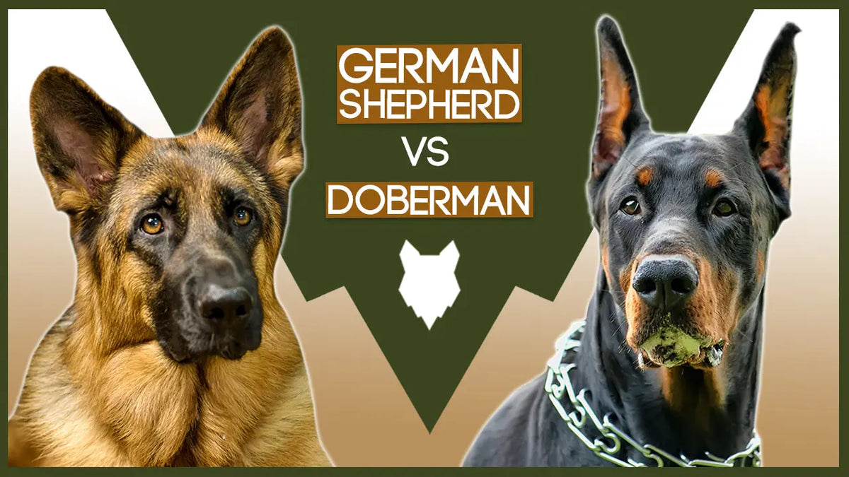 are a dober man dog good with sheep