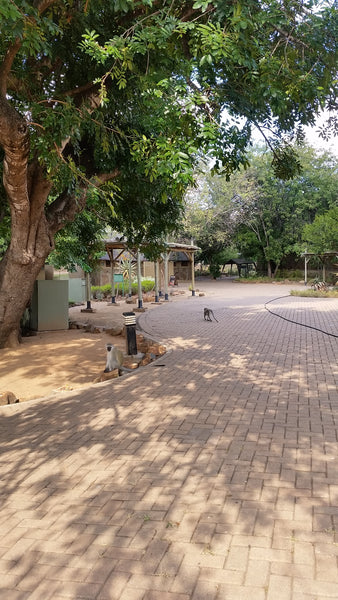 No tourists or visitors to Skukuza Rest Camp. Image: Into the Kruger