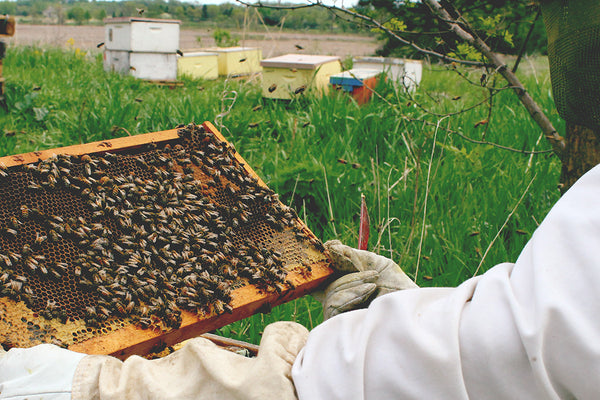 Ames farm beekeeper tending to a rental beehive