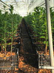 Lily bulbs growing in bulb crates