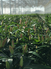 Lilies growing in the greenhouse