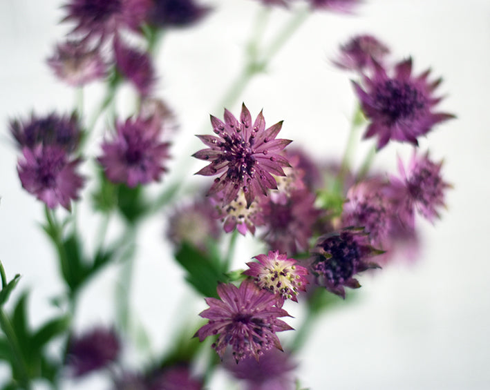 purple astrantia from tin can studios bloom box 