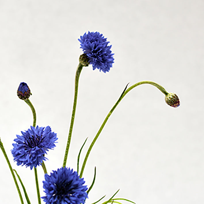 cornflower from our flower box kit