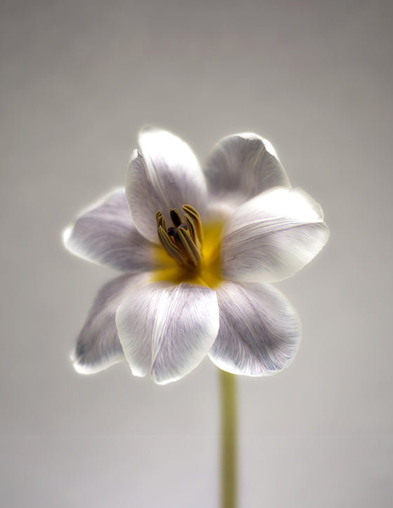 flexed tulip diy flower video