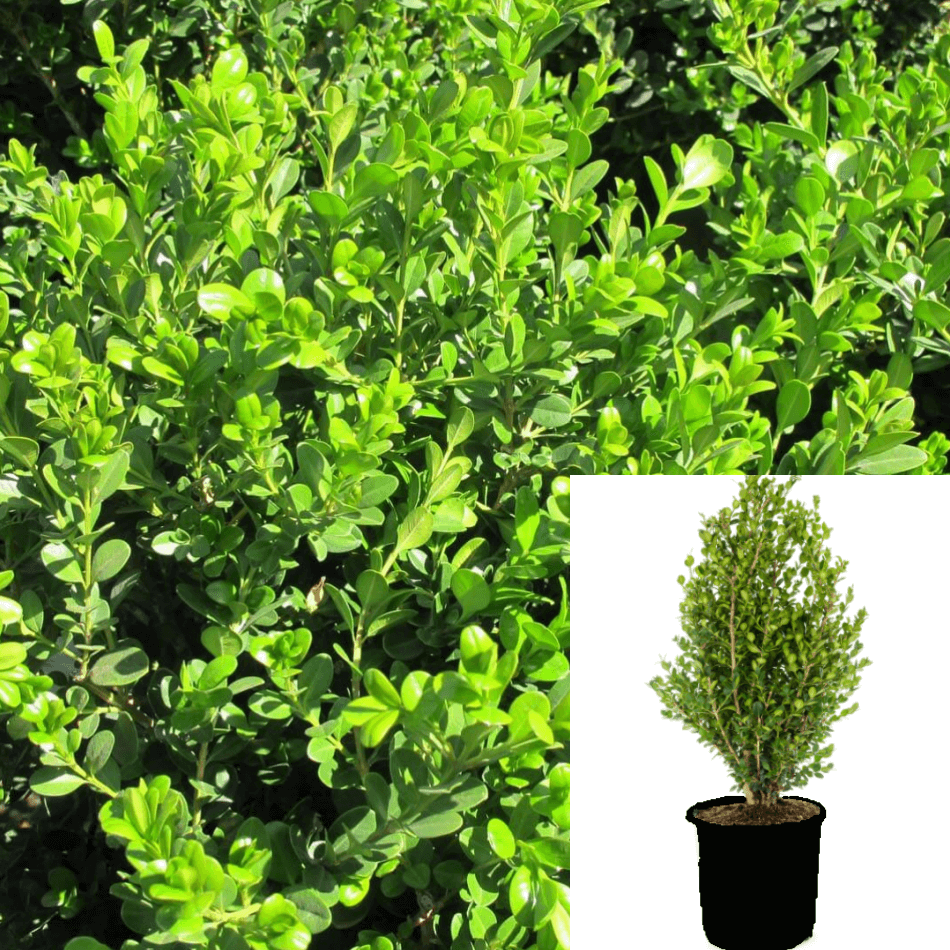 Buxus Angustifolia Plant Buxus Sempervirens Pl – NNplant