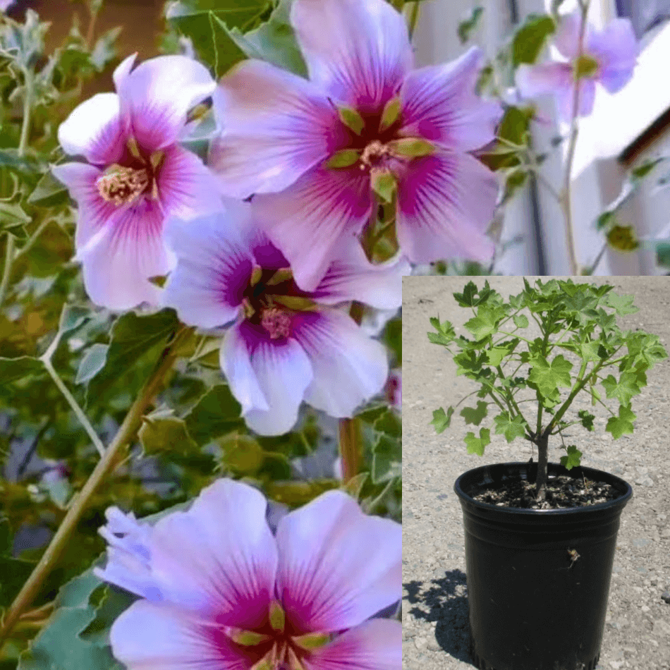 Lavatera Bicolor Purple Lavatera Tree Mallow 1Gallon ht – NNplant