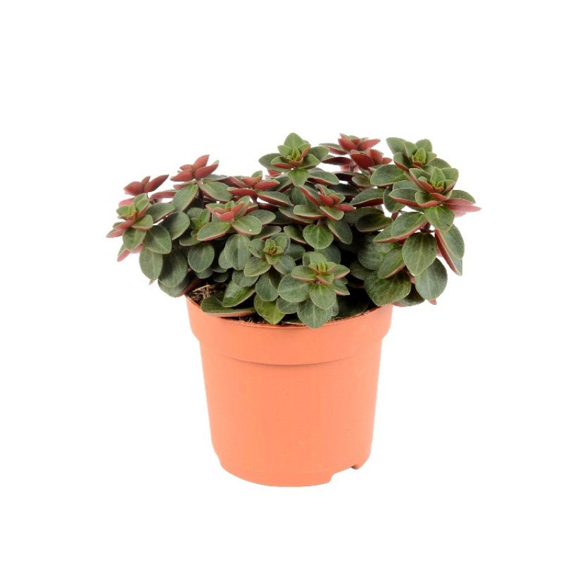 Peperomia Rubella Plant 6Inches Itsy Bitsy Plant Houseplant –
