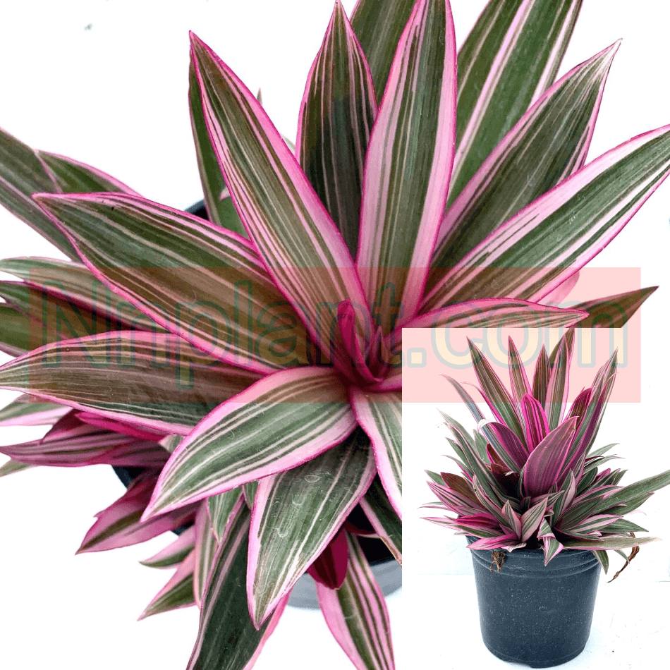 Tricolor Plant Rhoeo Dwarf Oyster Pink Succulent – NNplant