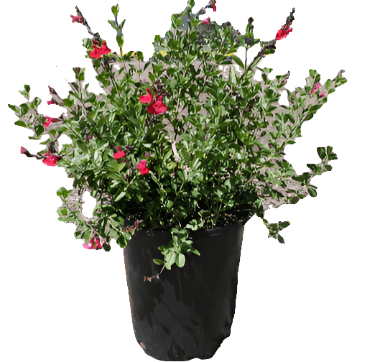 Salvia Hot Lips 5Gallon Bi Colored Blooms Sage Red White 5 – NNplant