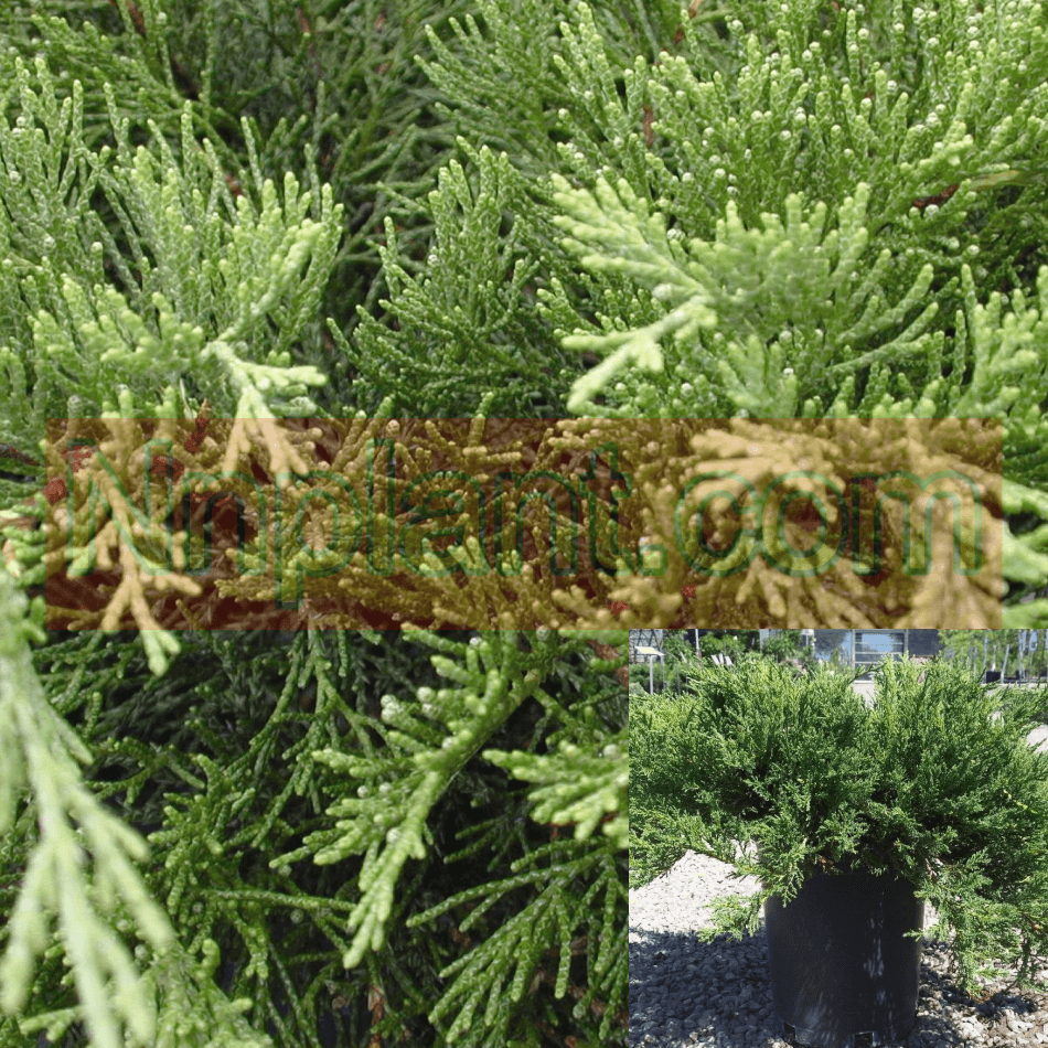 Aske fossil Gå rundt 1) Juniperus Sabina Arcadia Savin Juniper 1Gallon Plant Arcadia Juniper B –  CaliforniaFloridaplant