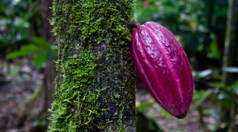 Ucayali River, Peru 70% Dark Chocolate Stone Grindz Chocolate