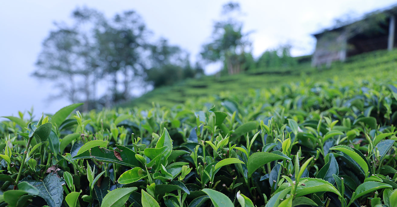 Green tea fields in Nepal during pandemic 