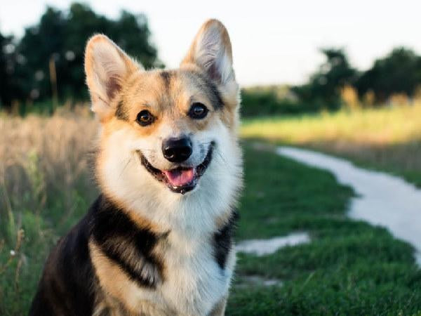 Joyful dog