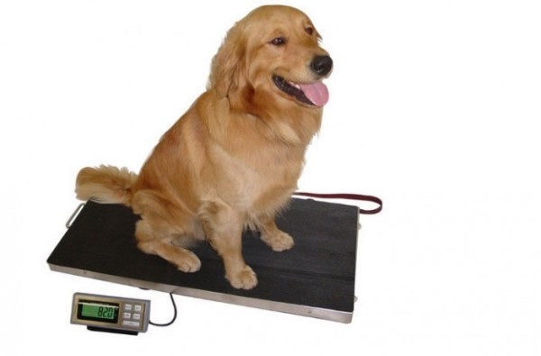 Weigh the dog
