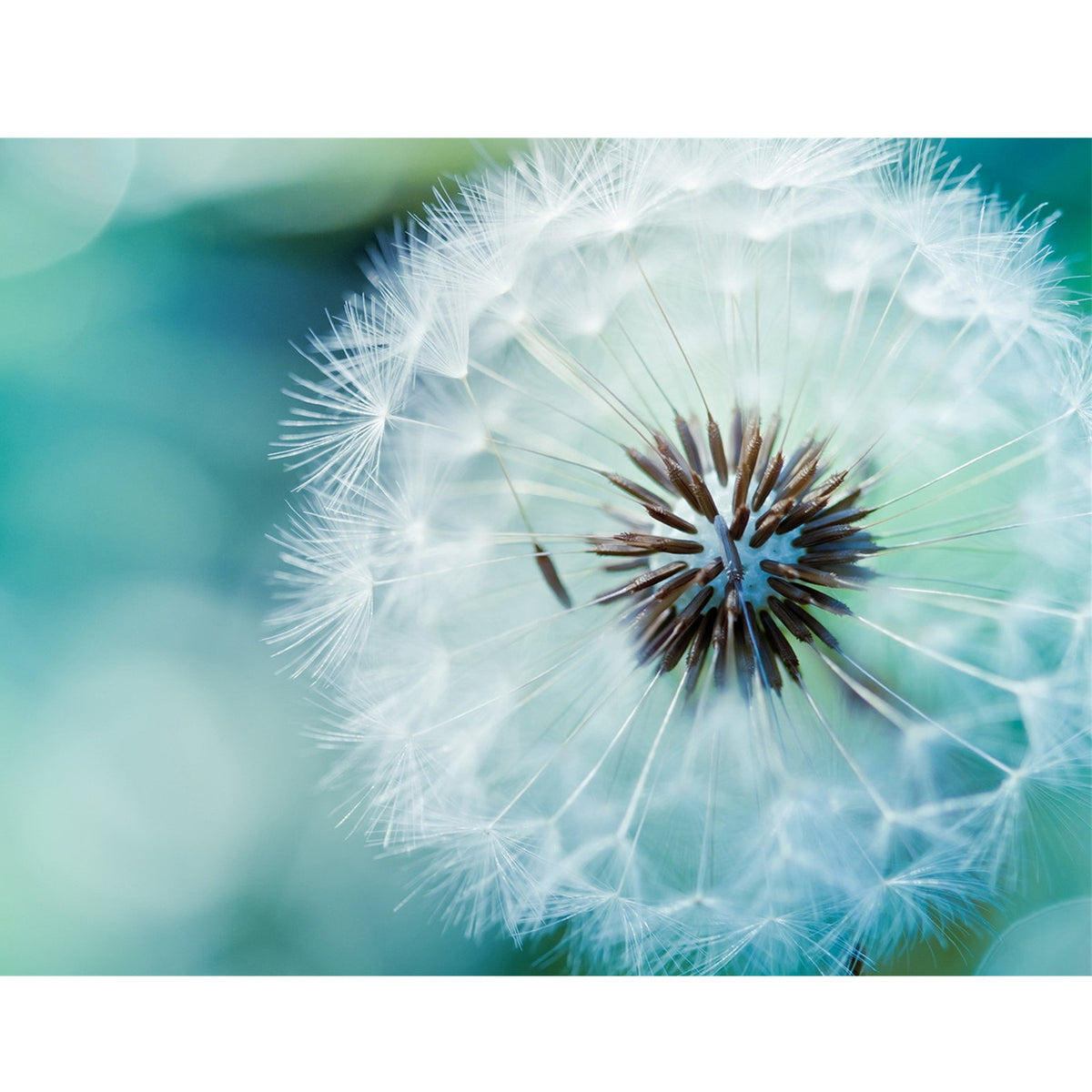 White Dandelion Flowers 5D Diamond Painting - 5diamondpainting.com