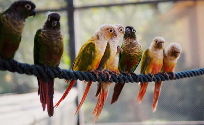 parrot disease